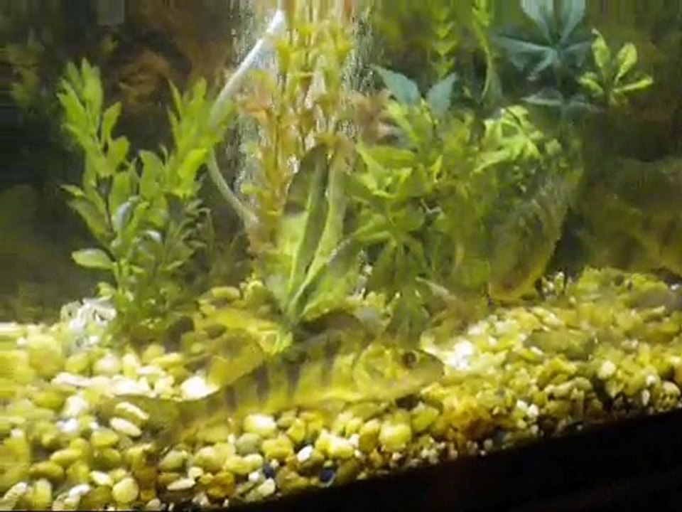 Pike and Perch tank Update