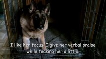 Dog training GSD: NILIF- teaching self control German Shepherd