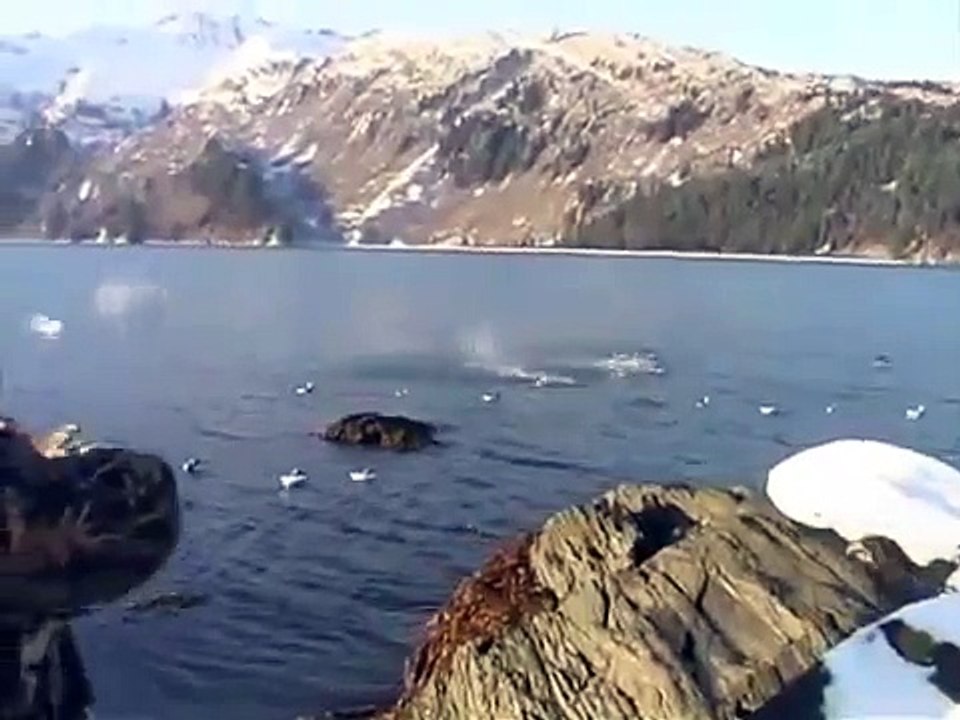 Duck hunting guides Kodiak Alaska Duck hunting guides