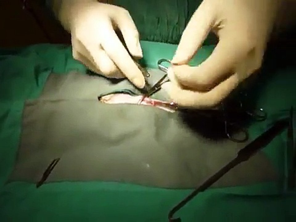 Feline Cat Spay Surgery.MOV