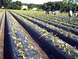 Wish Farms Video: Planting of Strawberry Plants