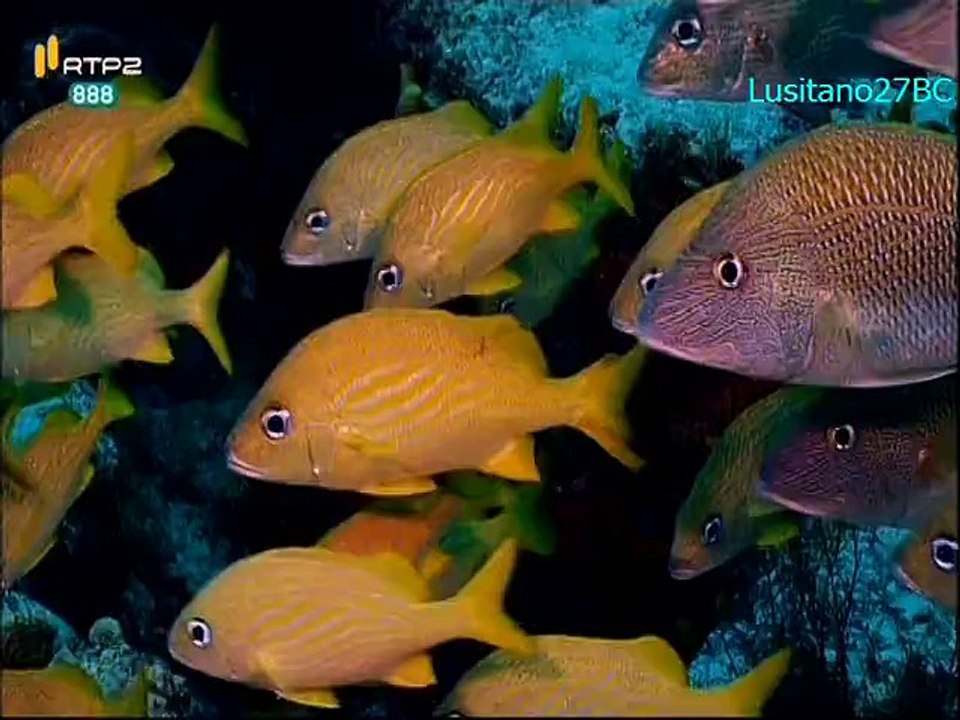 Mares e Oceanos - México - RTP2