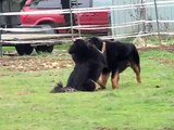 Tibetan Mastiffs playing