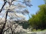 下北山村の桜並木