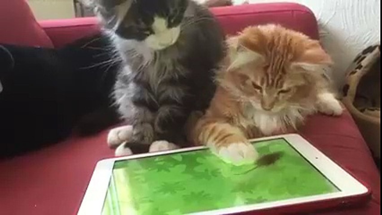 Two cats are trying to cat video game mouse