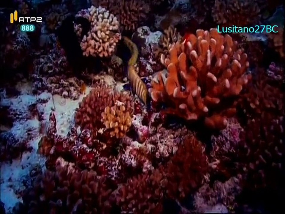 Mares e Oceanos - Polinésia - RTP2