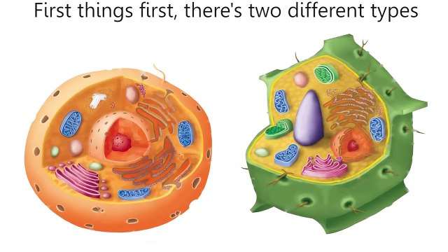 Cells Cells - Parts of the Cell - High School - Biology class XII
