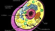 parts of an animal cell 4th grade