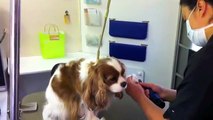 Cool Dog Spa -San Antonio Mobile Pet Grooming