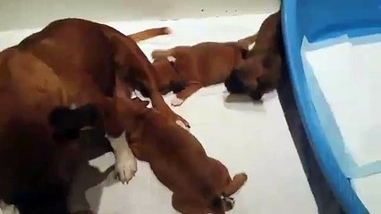 Portée de KOUMAL & INNA