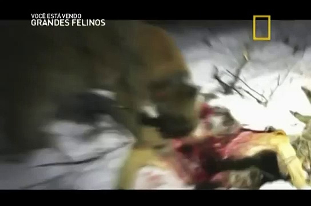 Assistir - NatGeo - Grandes Felinos_ Puma Americano - Dublado Online