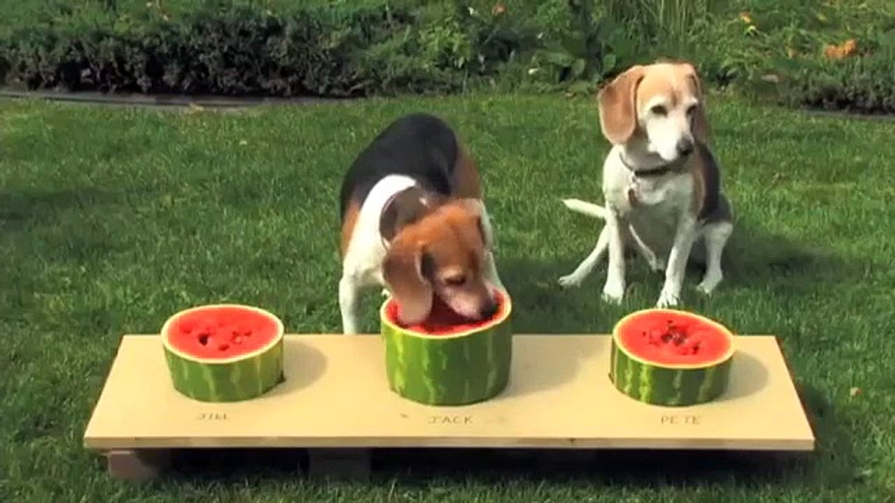Sevimli Köpeklerin Karpuz Yeme Yarışması
