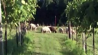 Jowler Creek Vineyard - Babydoll Sheep for Sustainable Mowing