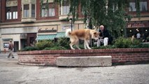 Hachiko - a dog's tale