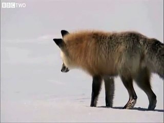 Joli plongeon d'un renard dans la neige Stunning Fox Snow Dive