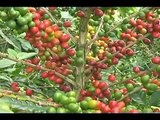 Exportadores Café de Colombia | Compañía Cafetera La Meseta