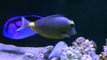Naso lituratus : Naso Tang Marine Aquarium
