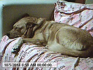 whisper song from hotel rwanda