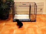 How To Potty Train A Schnorkie Puppy - Snorkie House Training Tips - Housebreaking Schnorkie Puppies