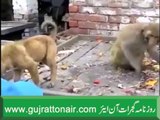 بندر کی کُتے کے ساتھ اٹھکیلیاں ایک انتہائی دلچسپ ویڈیو