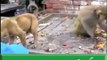 بندر کی کُتے کے ساتھ اٹھکیلیاں ایک انتہائی دلچسپ ویڈیو