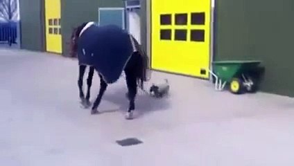 Atını yürüyüşe çıkaran köpek