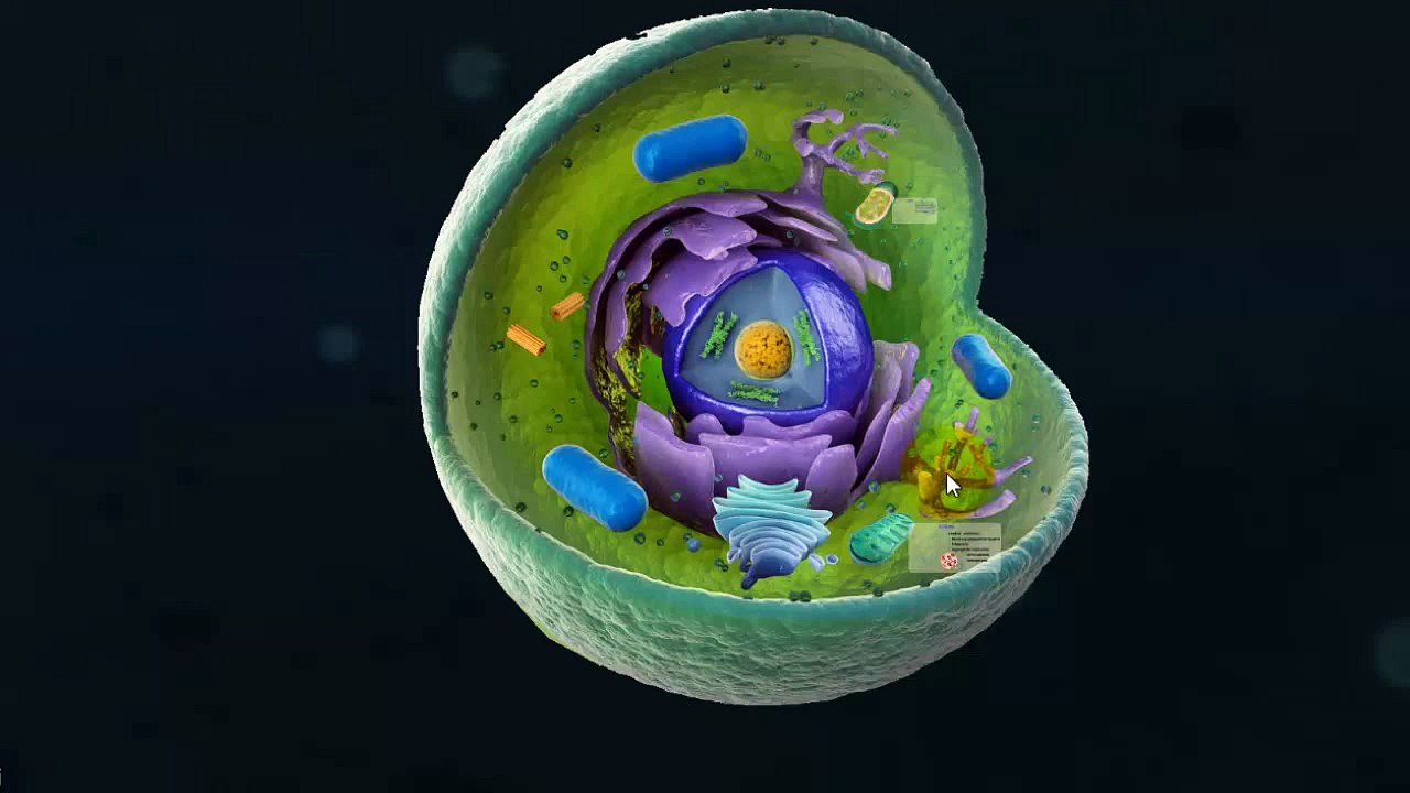 Extracción de ADN (fundamento, métodos, organelos con ADN) / UNT-CCBB