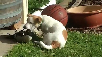 Une belle amitié entre une pie et un jack russel