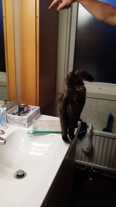 Cat fail