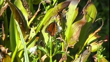 Disappearing Milkweed and Monarch Butterflies