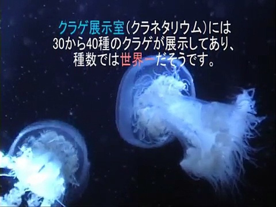 【クラゲ展示世界一】加茂水族館のクラネタリウム