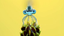 Macrofotografia insetto libellula damigella