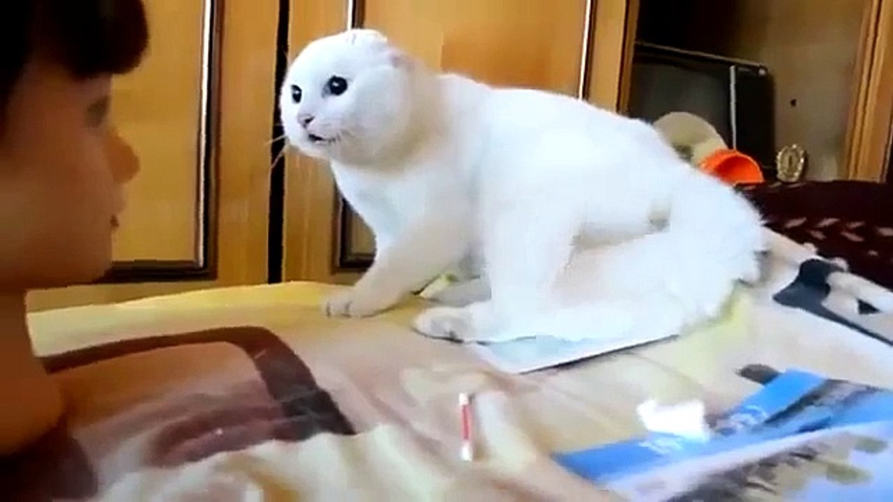 Cat Scared Mask   Funny Animal Videos