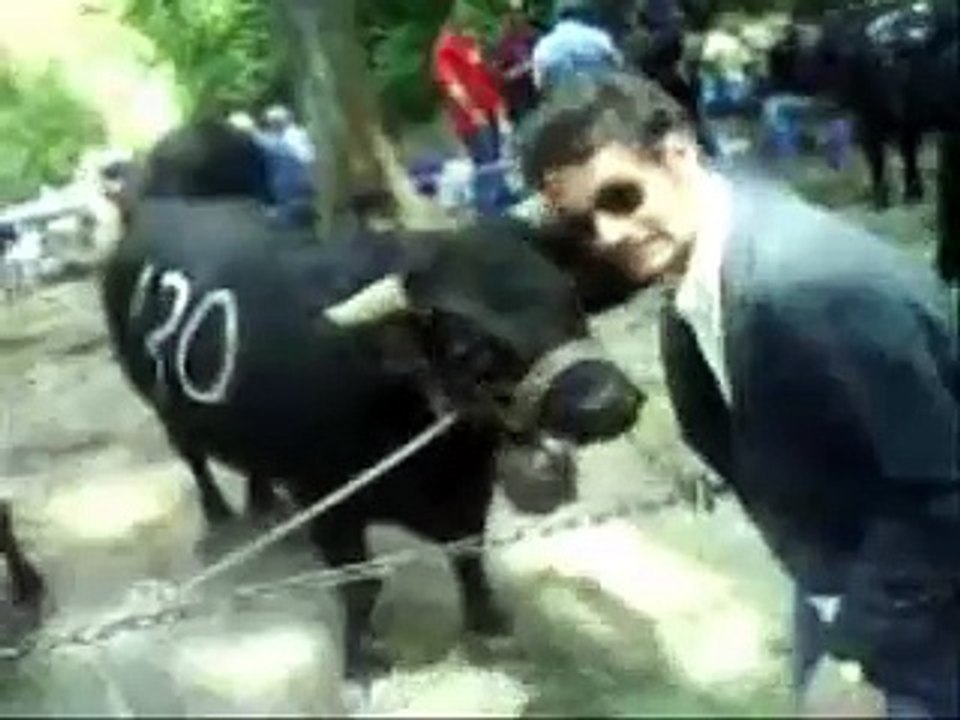 les Ouais au combat de vaches en valais