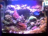 Auraled LED Reef Lighting System 29 & 13 Biocube w/ LPS SPS Corals