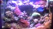 Auraled LED Reef Lighting System 29 & 13 Biocube w/ LPS SPS Corals