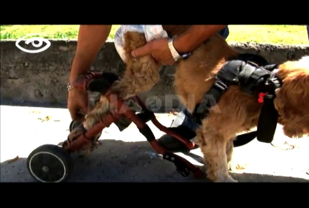 SILLAS DE RUEDAS PARA PERROS