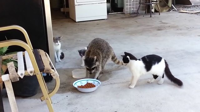 Un raton laveur vole des croquettes de chats et s'enfuit
