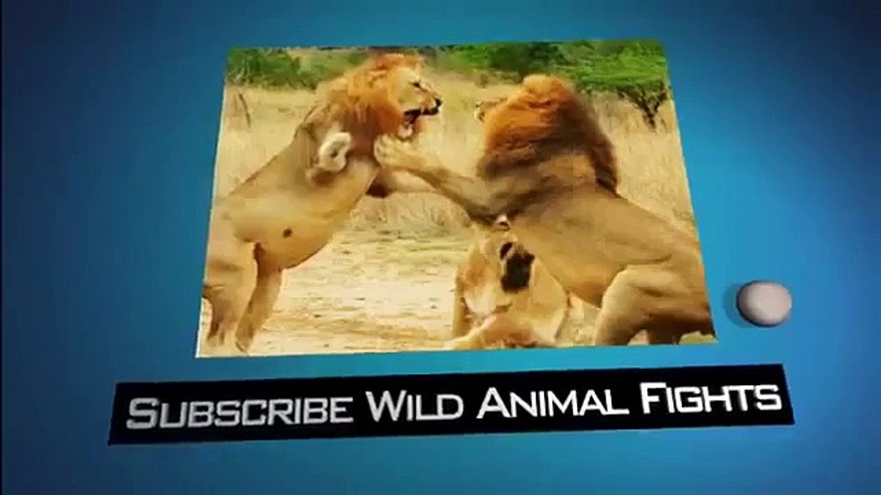 Biggest Wild Animal Fights 2   Amazing Videos