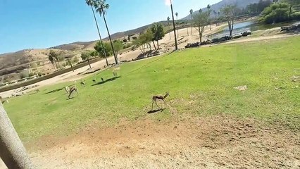 San Diego Safari Park - Caravan Tour