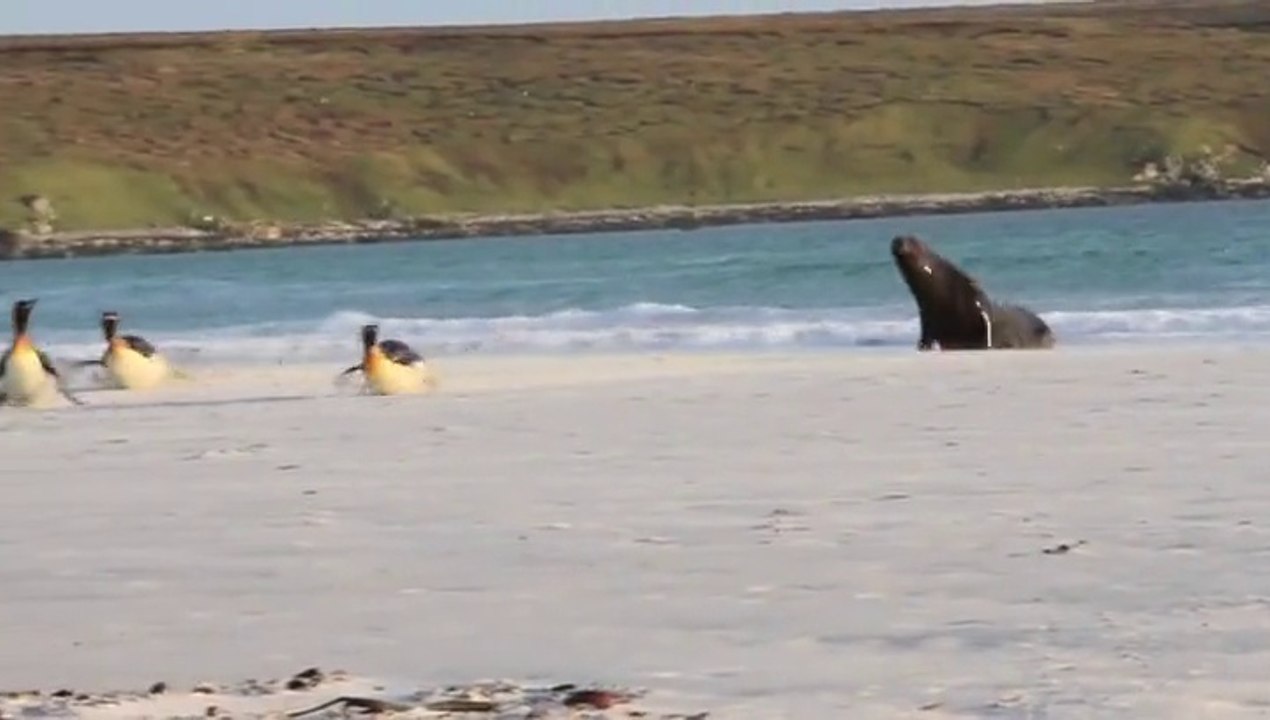 Un lion de mer affamé
