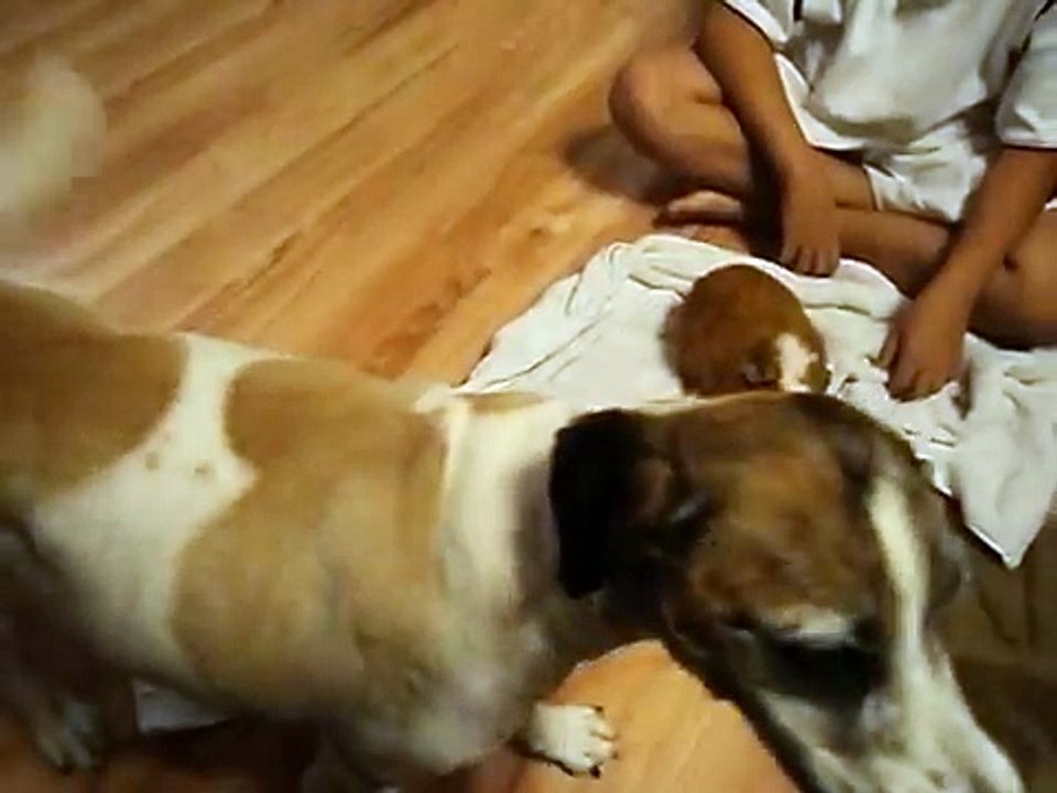 dog meets guinea pig