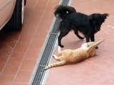Tigre sbrana pitbull incredibile video, sequenza di morte, combattimento tra animali.
