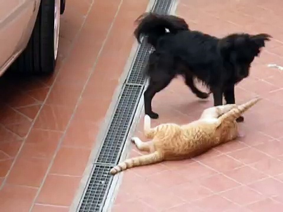 Tigre sbrana pitbull incredibile video, sequenza di morte, combattimento tra animali.