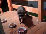 Raccoon eating cats food and washing his hands