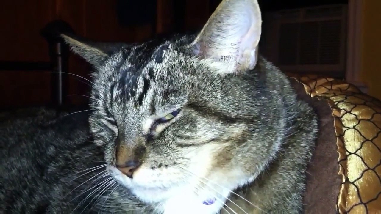 Cat facial twitches / seizure video Dailymotion