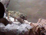 Leopard Gecko Feeding