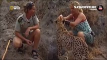 Cheetah attacked reporter  Cheetah attack the people!   Animal Attacks on Human    Nat Geo Wild ™