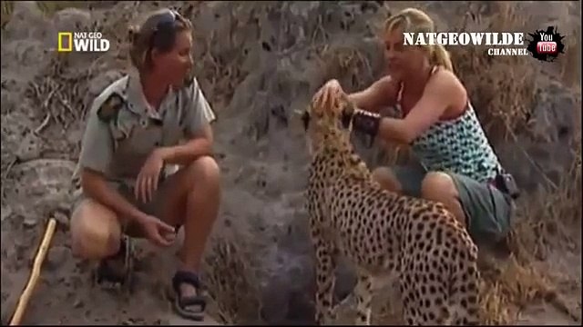 Cheetah attacked reporter Cheetah attack the people! Animal Attacks on Human Nat Geo Wild ™