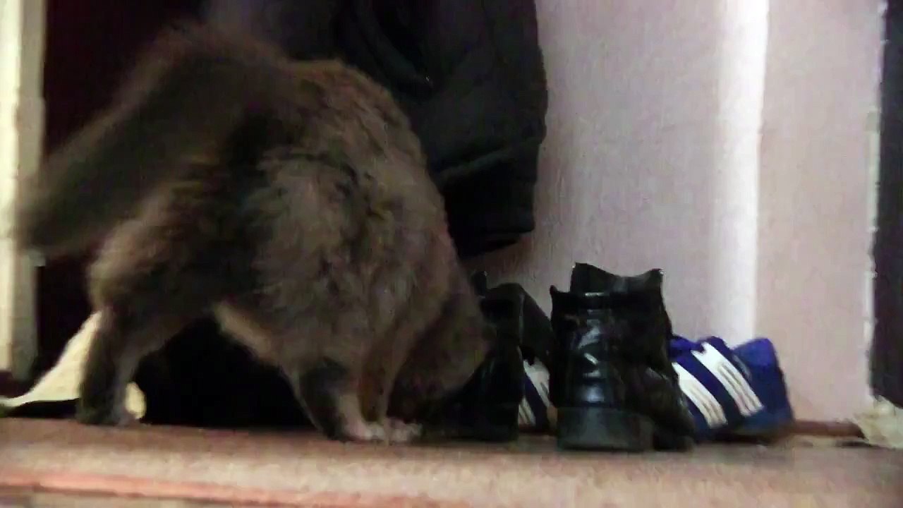 Funny cat game (Funny Cute Cat Videos) Funny.Very
